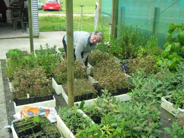 An A Rocha volunteer growing out native plants